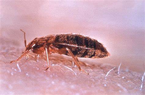 Bugs That Look Like Bed Bugs